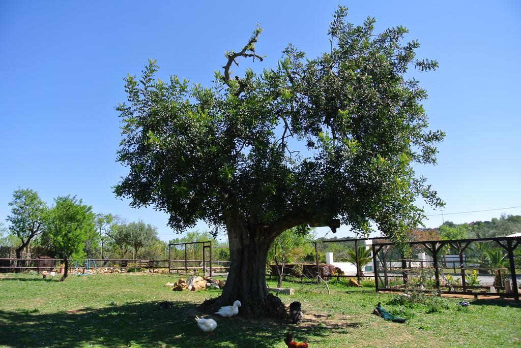 فندق Centre Algarve مونكاراباشو المظهر الخارجي الصورة